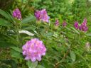 Rhododendron