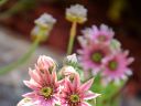 Steingarten Blume