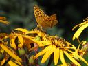 Gelbe Blume mit Schmetterling