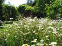 Wiese mit Margeriten